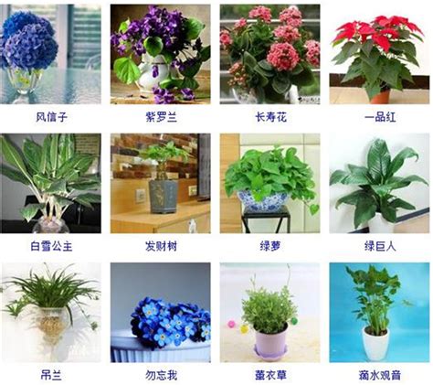 室内植物名称|96种室内植物图片及名称，室内植物品种大全（图片）